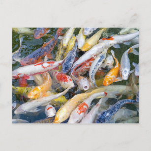 Japan, Tokio, nah aufgewachsener Schwimmfisch Postkarte