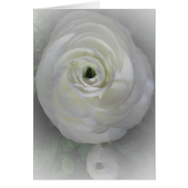 Japaner Camelia (Vorne)