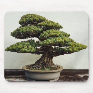 Japaner-White Pine-Bonsais-Baum Mousepad