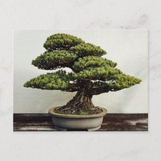 Japaner-White Pine-Bonsais-Baum Postkarte