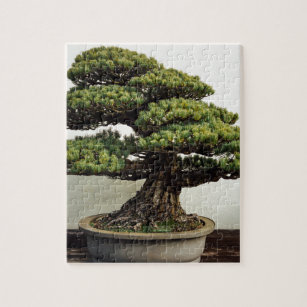 Japaner-White Pine-Bonsais-Baum Puzzle