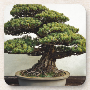 Japaner-White Pine-Bonsais-Baum Untersetzer