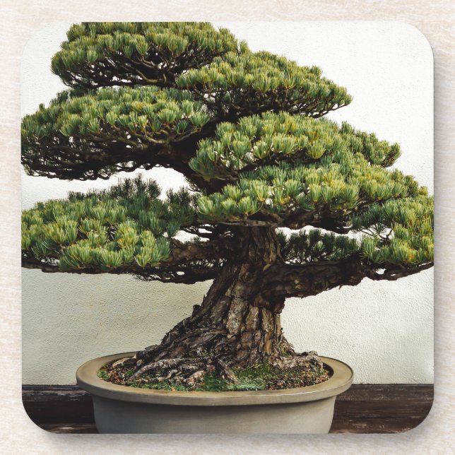Japaner-White Pine-Bonsais-Baum Untersetzer (Vorderseite)