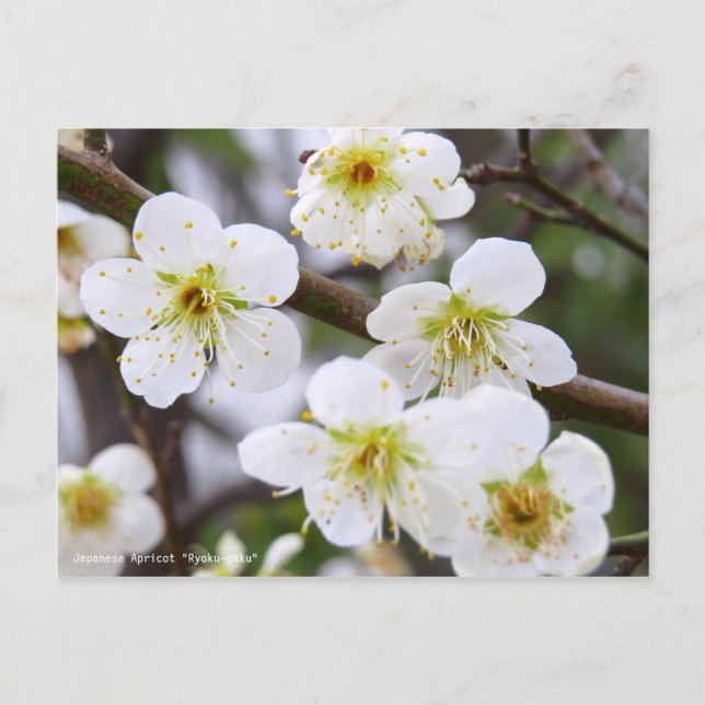 Japanese Apricot "Ryoku-gaku" [Postcard] Postkarte (Vorderseite)