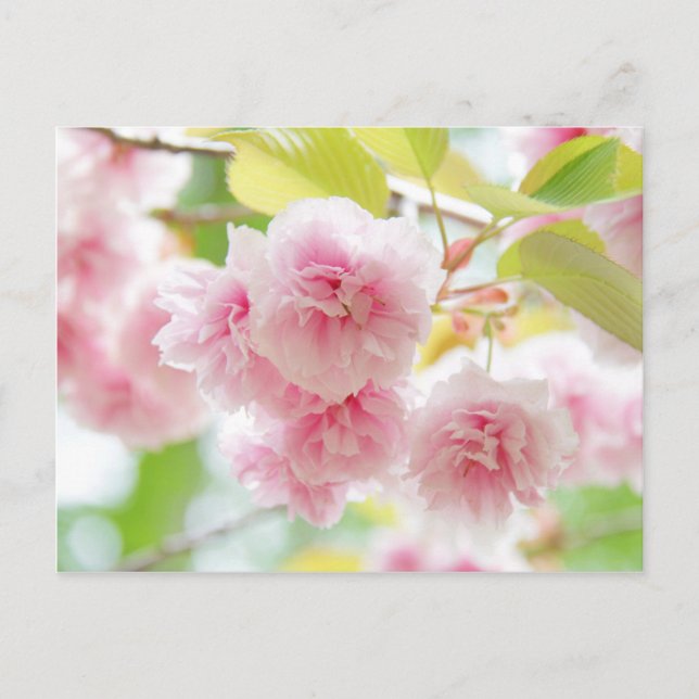 Japanese cherry blossoms postkarte (Vorderseite)