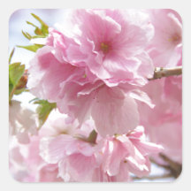 Japanese cherry blossoms