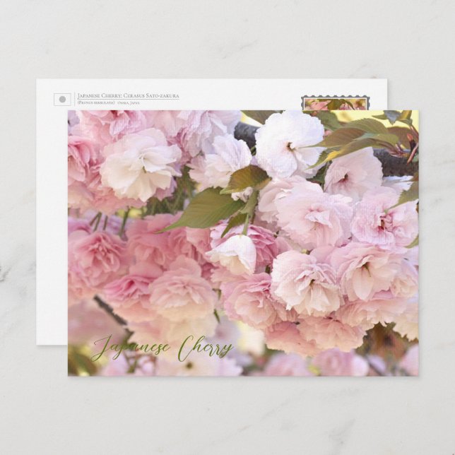 Japanese Cherry Postkarte (Vorne/Hinten)