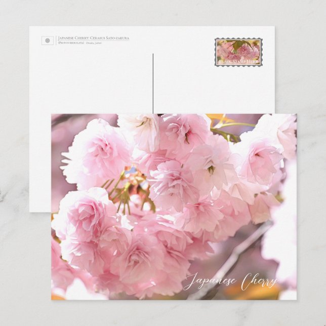 Japanese Cherry Postkarte (Vorne/Hinten)