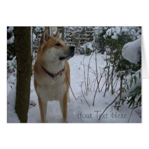 Japanese-Cute akita dog in the snow at christmas