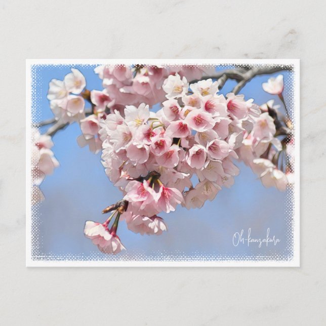 Japanese Flowering Cherry Postkarte (Vorderseite)