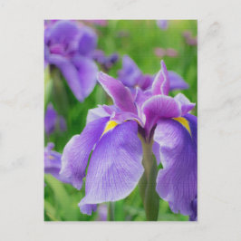 Japanese iris postkarte