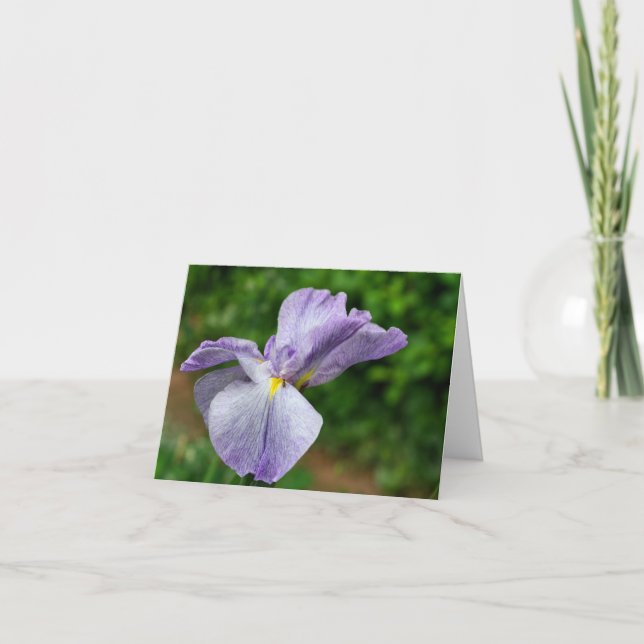 Japanese Iris Unfolding Flower Photography  (Vorderseite)