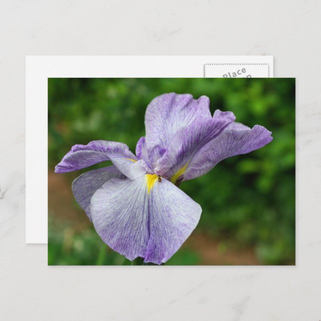 Japanese Iris Unfolding Flower Photography Postkarte (Vorne/Hinten)