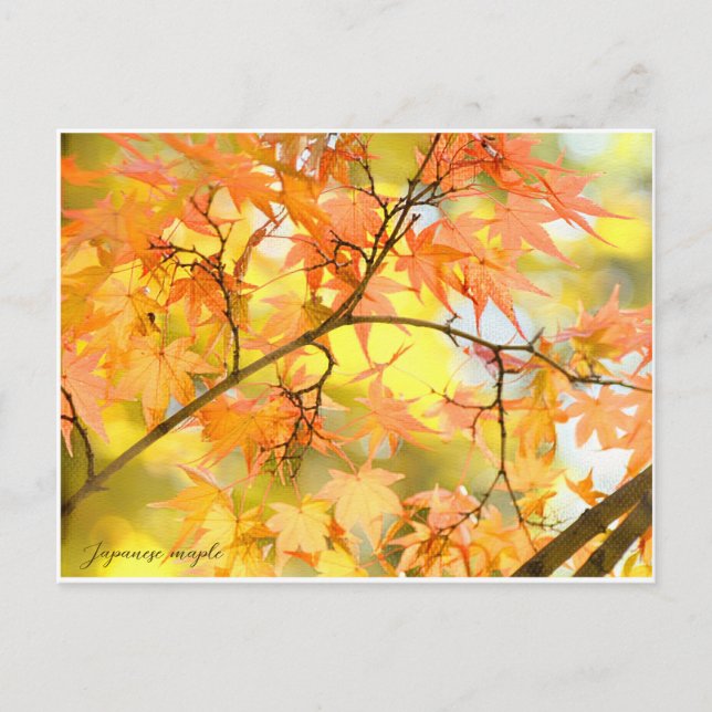 Japanese Maple: Autumn Leaves Postkarte (Vorderseite)