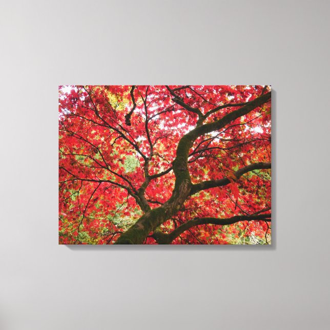 Japanese Maple Canvas Print Leinwanddruck (Vorderseite)