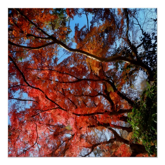 Japanese Maple Poster (Vorderseite)
