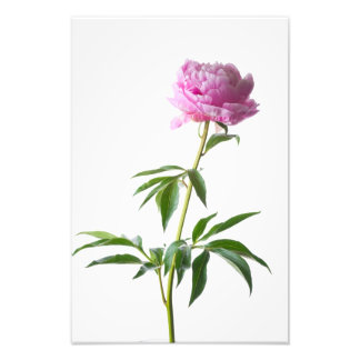 Japanese Peony Fotodruck