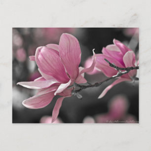 Japanese Pink Saucer Magnolia Postkarte