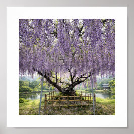 Japanese Wisteria – Art Print Poster