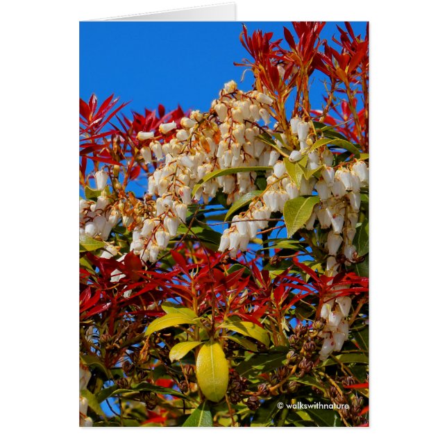 Japanisch Andromeda Bonfire (Vorne)