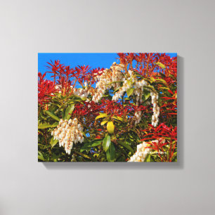 Japanisch Andromeda Bonfire Leinwanddruck