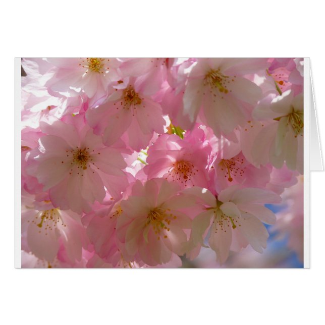 Japanisch Cherry Blossom (Vorderseite (Horizontal))