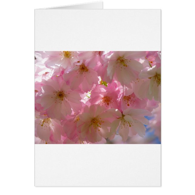 Japanisch Cherry Blossom (Vorne)