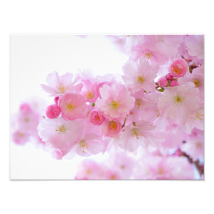 Japanisch Cherry Blossom Fotodruck
