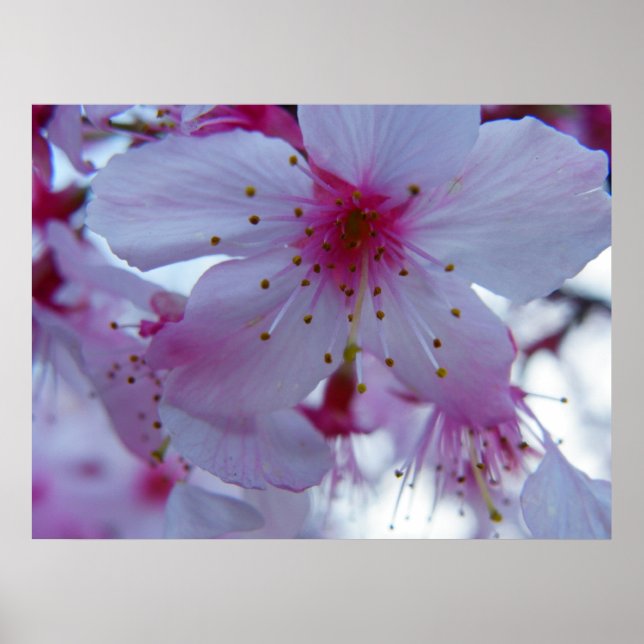 Japanisch Cherry Blossom Poster (Vorne)