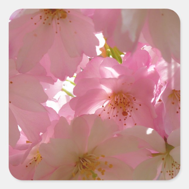 Japanisch Cherry Blossom Quadratischer Aufkleber (Vorderseite)