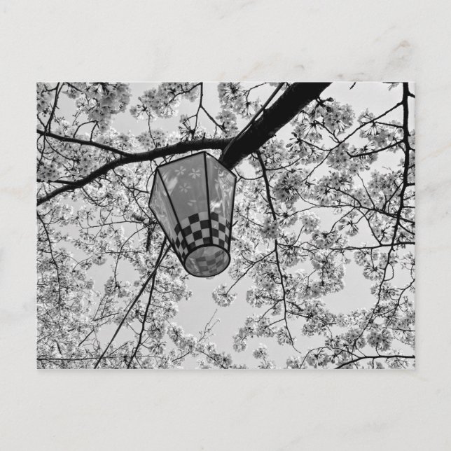 Japanisch Cherry Blossom und Lantern Postkarte (Vorderseite)