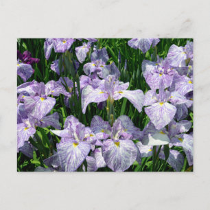 Japanisch Iris: Horikiri, Tokio Postkarte