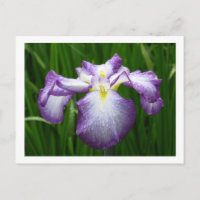 Japanisch Iris