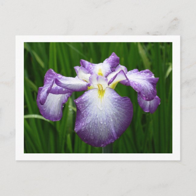 Japanisch Iris Postkarte (Vorderseite)