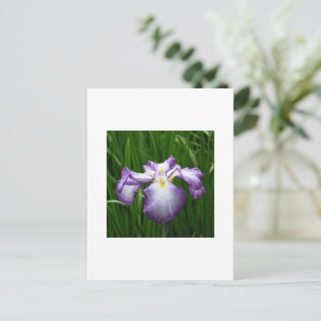 Japanisch Iris Postkarte (Stehend Vorderseite)