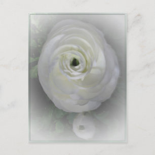 Japanisch Kamelien Postkarte