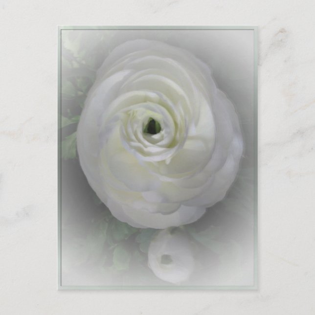 Japanisch Kamelien Postkarte (Vorderseite)