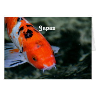 Japanisch Koi