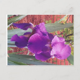 Japanisch Lila Iris Postcard Postkarte