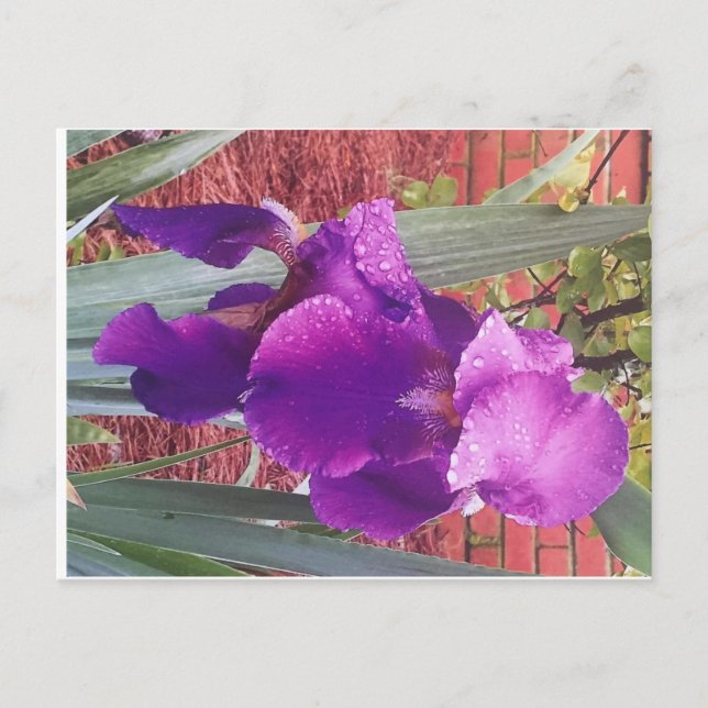 Japanisch Lila Iris Postcard Postkarte (Vorderseite)