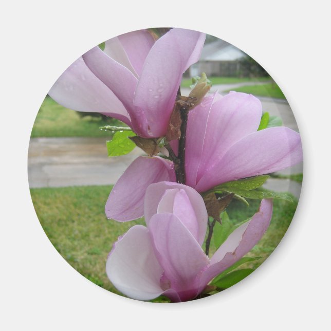 Japanisch Magnolia Magnet (Vorne)