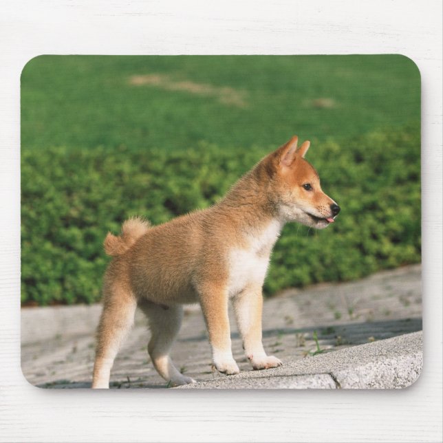 Japanisch Midget Shiba 2 Mousepad (Vorne)
