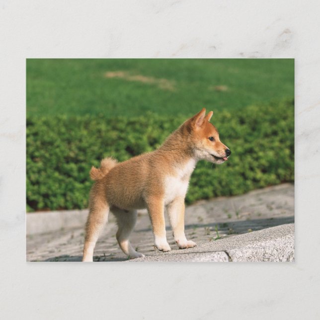 Japanisch Midget Shiba 2 Postkarte (Vorderseite)