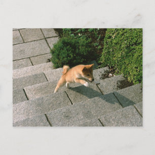 Japanisch Midget Shiba 3 Postkarte