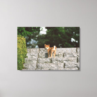 Japanisch Midget Shiba 4 Leinwanddruck