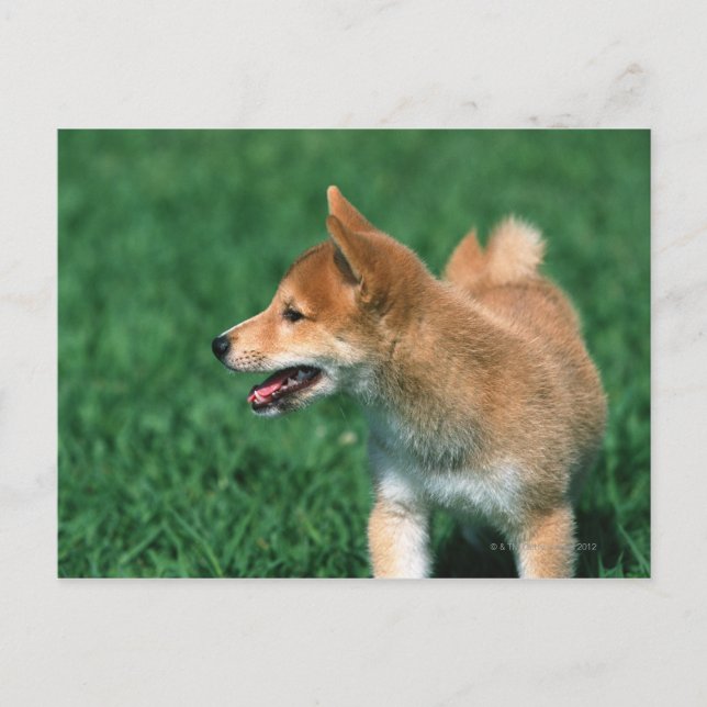 Japanisch Midget Shiba Postkarte (Vorderseite)