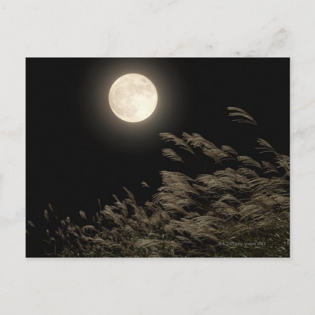 Japanisch Pampas Grass Postkarte (Vorderseite)