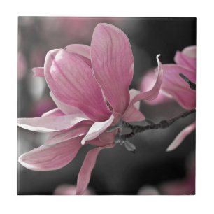 Japanisch Pink Saucer Magnolia Fliese