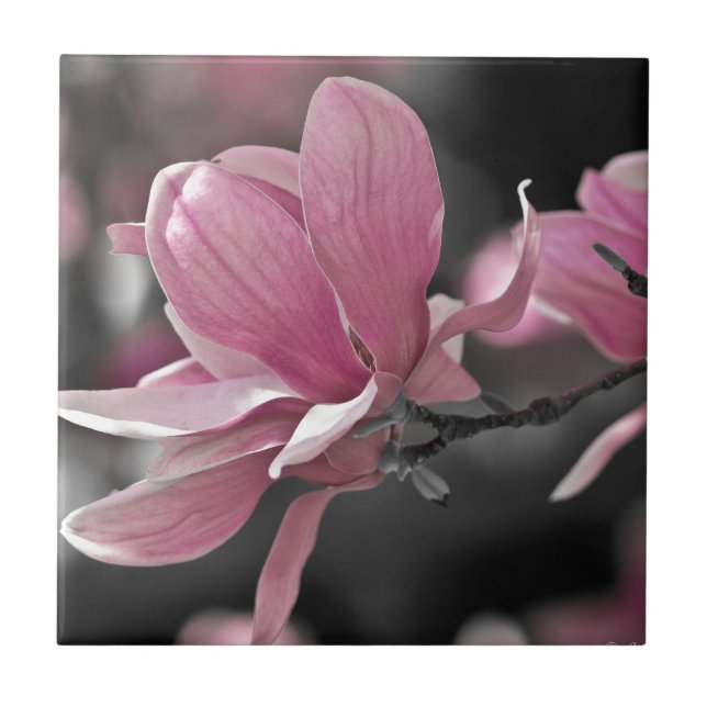 Japanisch Pink Saucer Magnolia Fliese (Vorderseite)