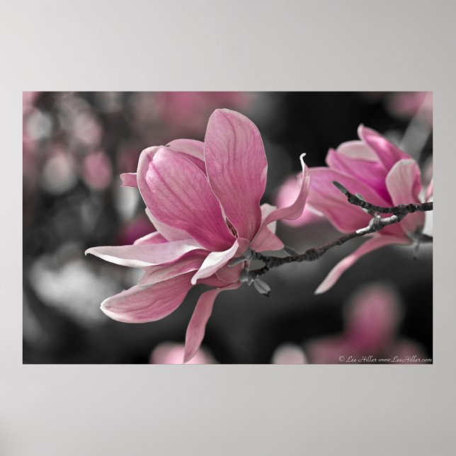 Japanisch Pink Saucer Magnolia Poster (Vorne)